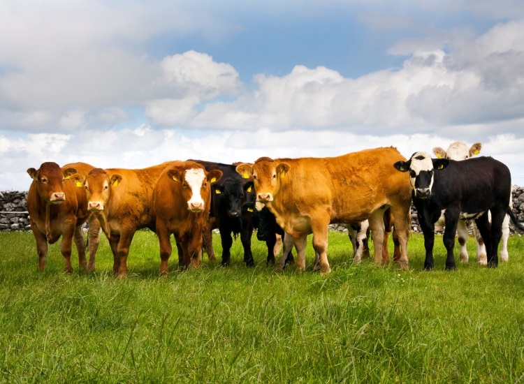 Towards a Secure and Sustainable Food System – Niall Browne, CEO, Dawn Meats