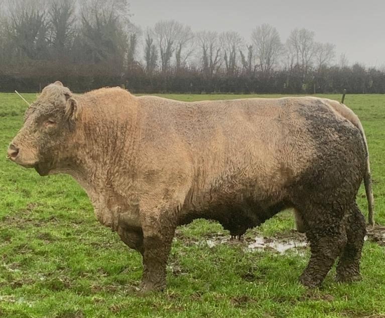CAT C - Bull