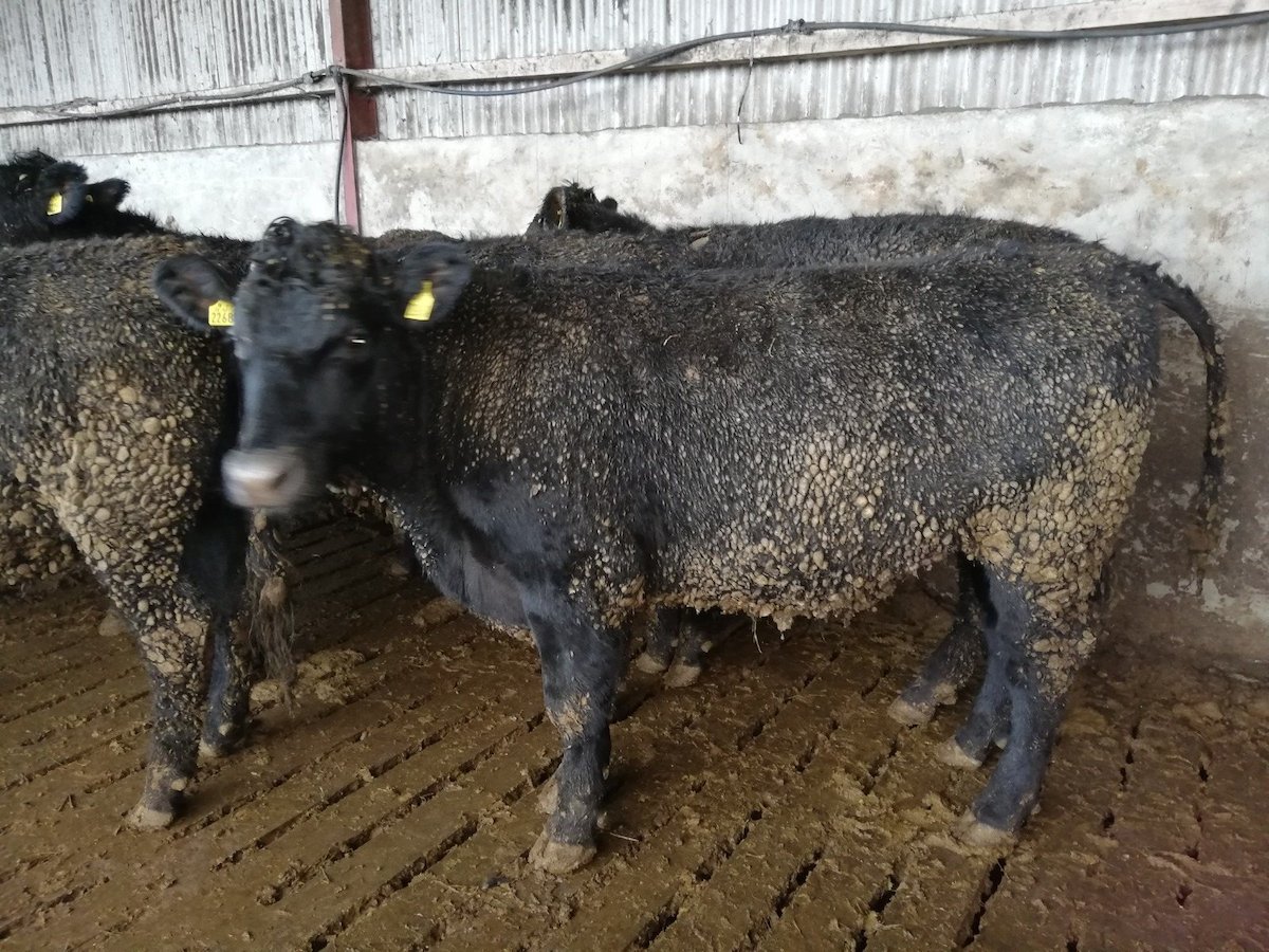 Cattle - 4