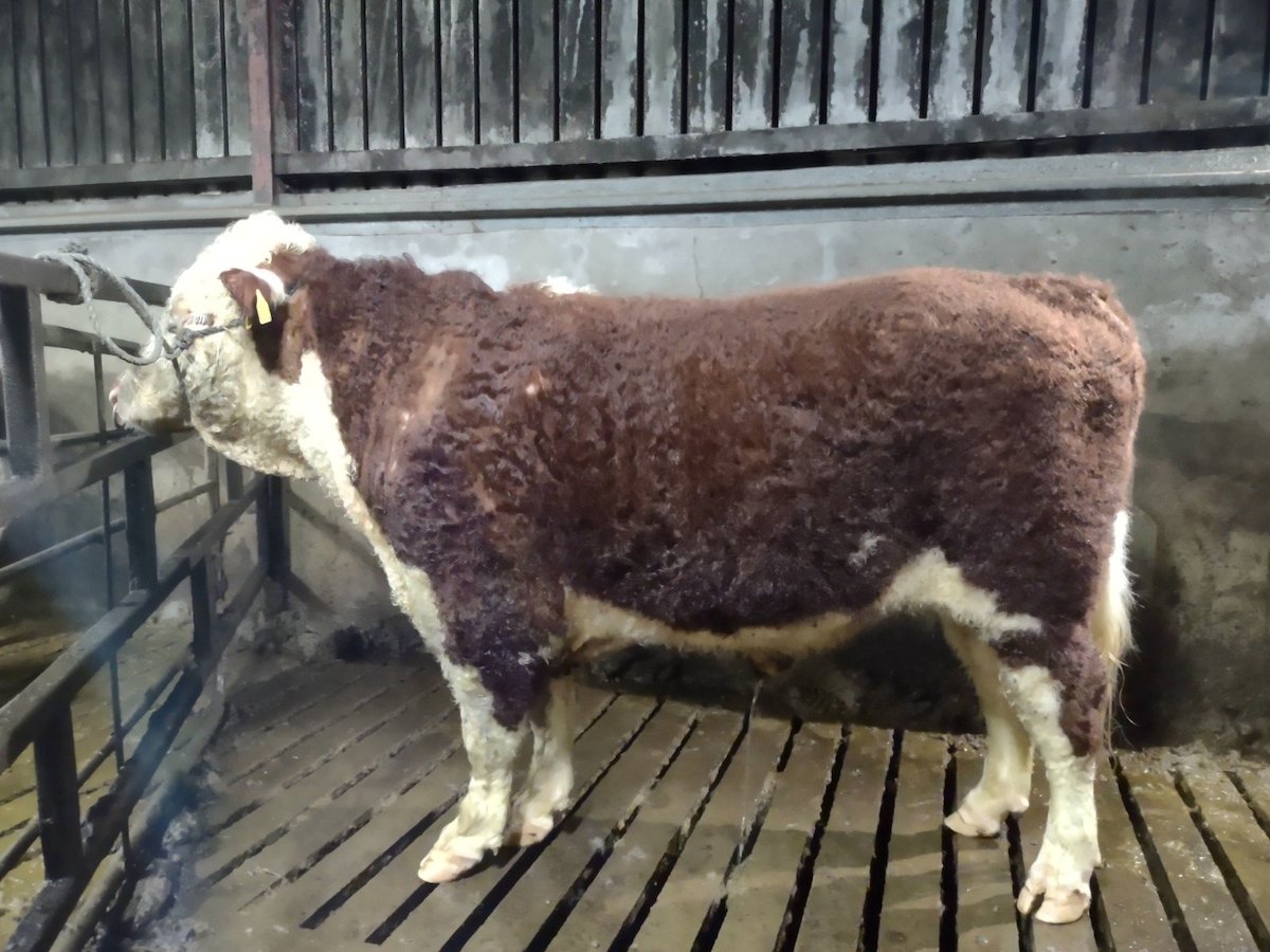 Cattle - CAT A