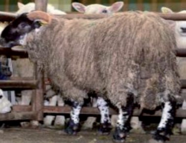 Sheep - 4 (c) (002)