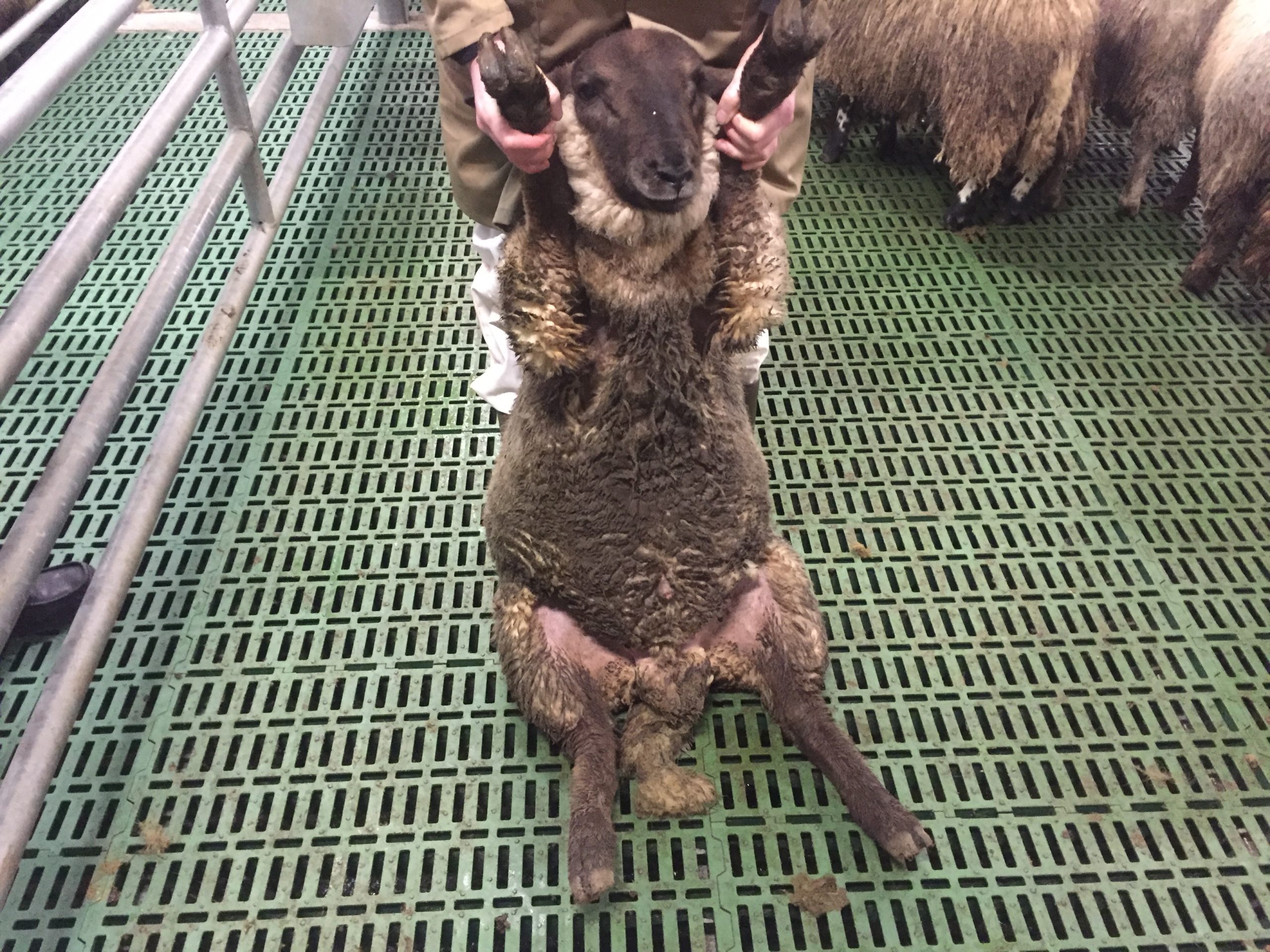 Sheep - 5 (c)
