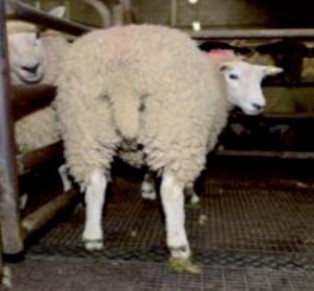 Sheep - CAT A (b) (002)