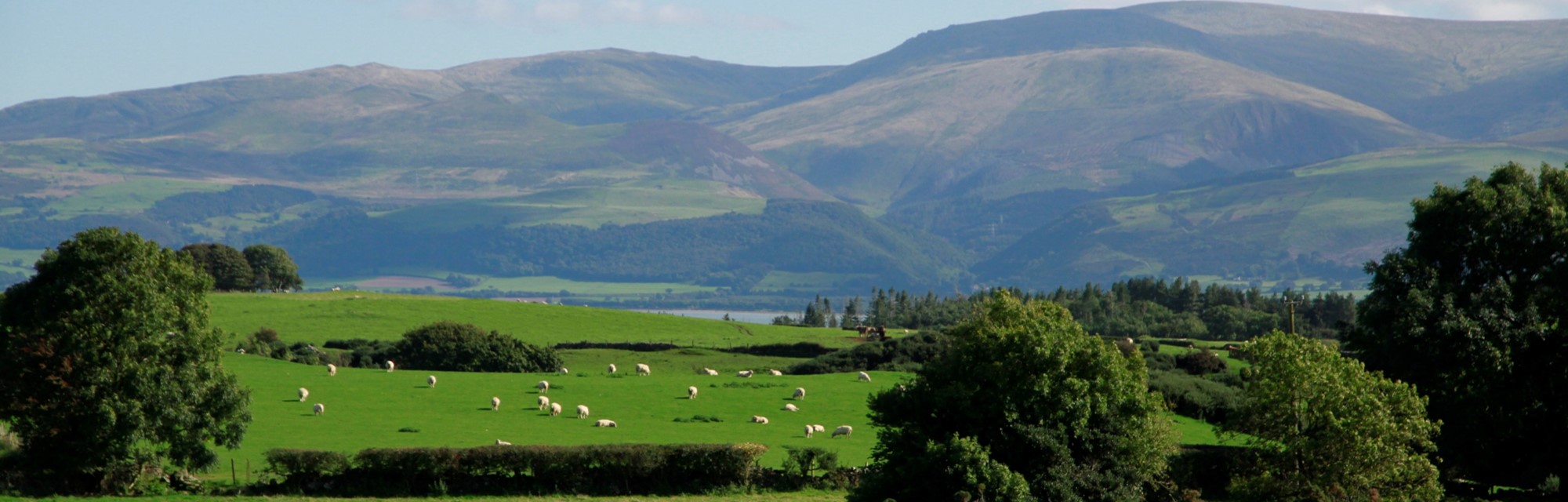 Clean Livestock Policy for Sheep